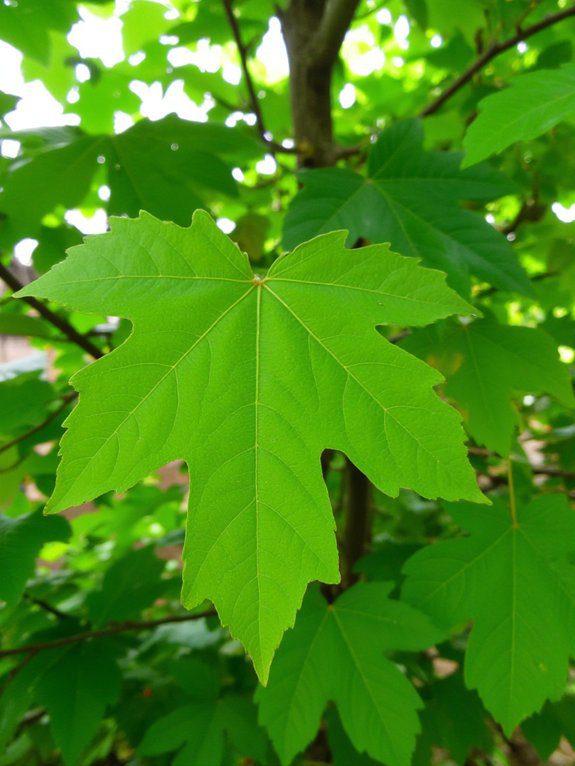 26 Easy Crochet Keychain Ideas Perfect for Beginners 16 crochet leaf keychain patterns