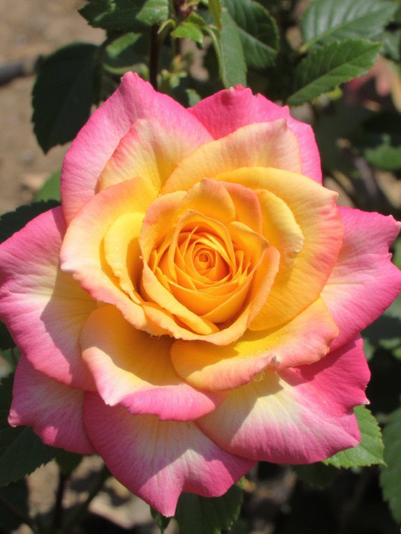 26 Easy Crochet Keychain Ideas Perfect for Beginners 13 flower petal keychain designs