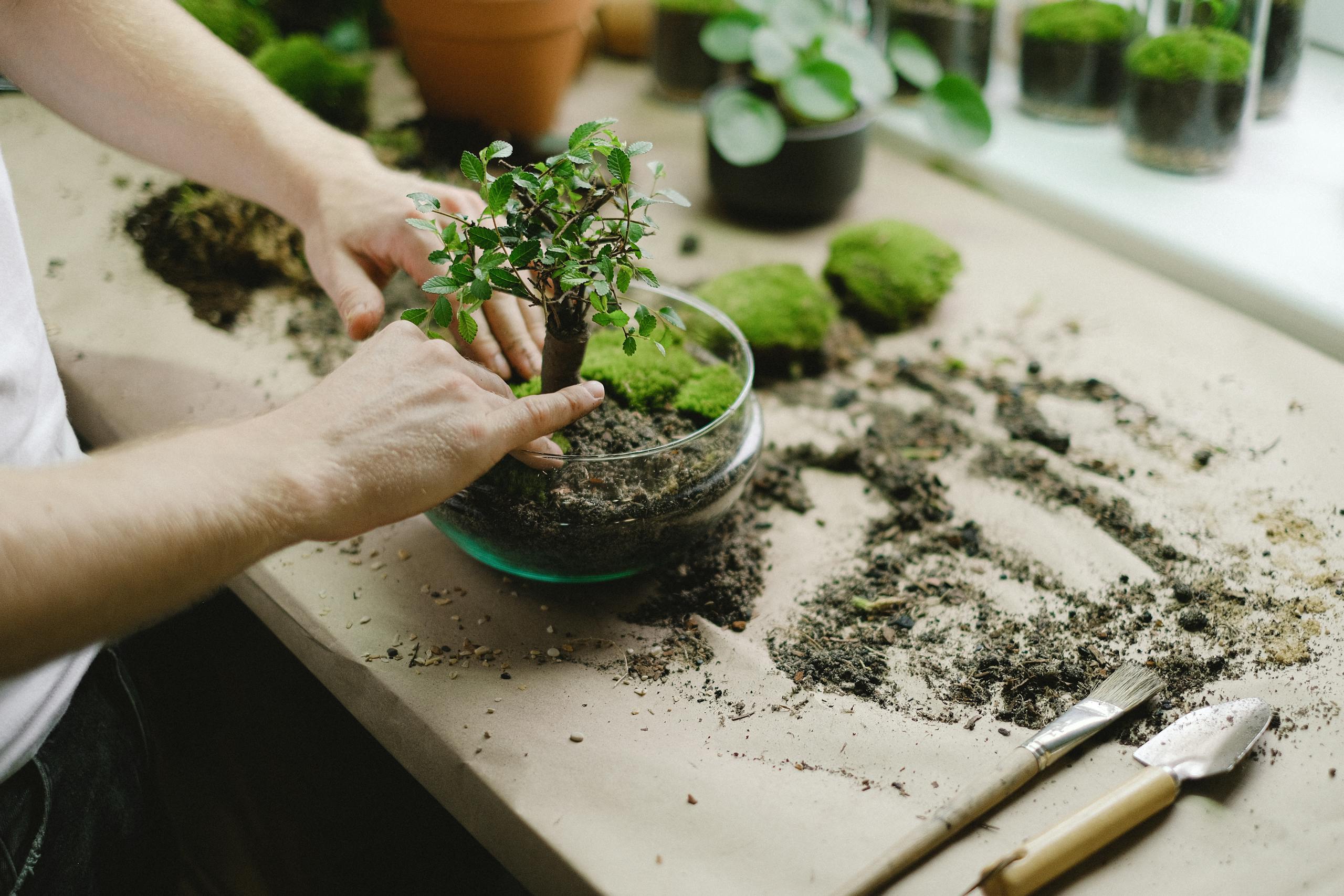A person crafting a bonsai tree in a glass bowl, surrounded by soil and gardening tools indoors.