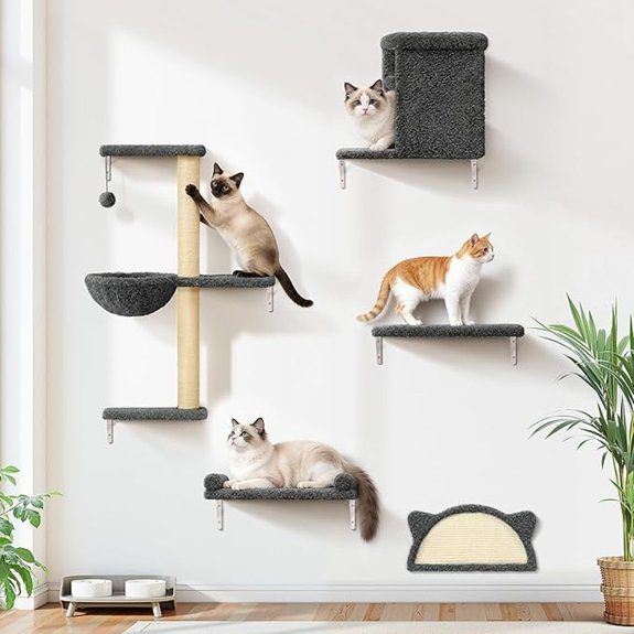 cat climbing wall shelves